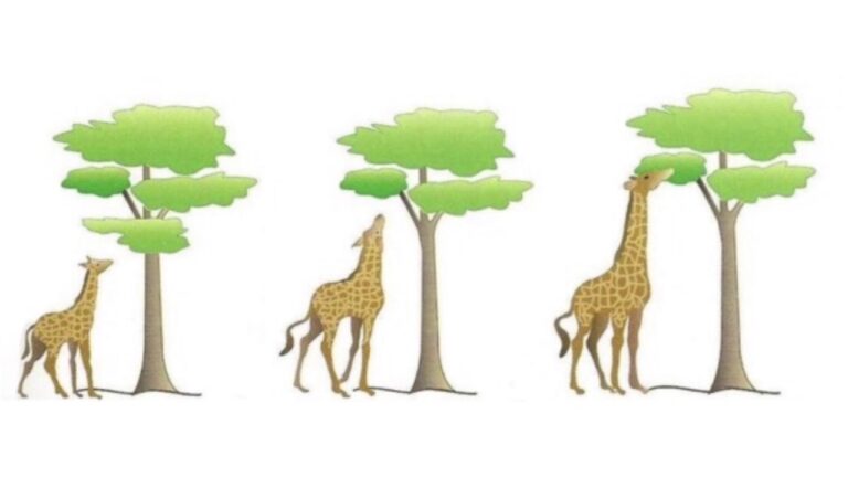 Teoria de la herencia de los caracteres adquiridos