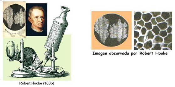 Descubre los aportes de Robert Hooke a la teoría celular_teoria_online Robert hooke aportes a la teoria celular_teoria_online