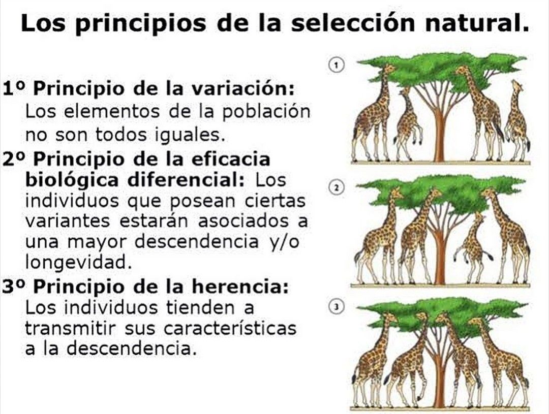 Teoria de la evolucion de las especies por seleccion natural_teoria_online