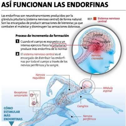 Teoria de la liberacion de endorfinas_teoria_online