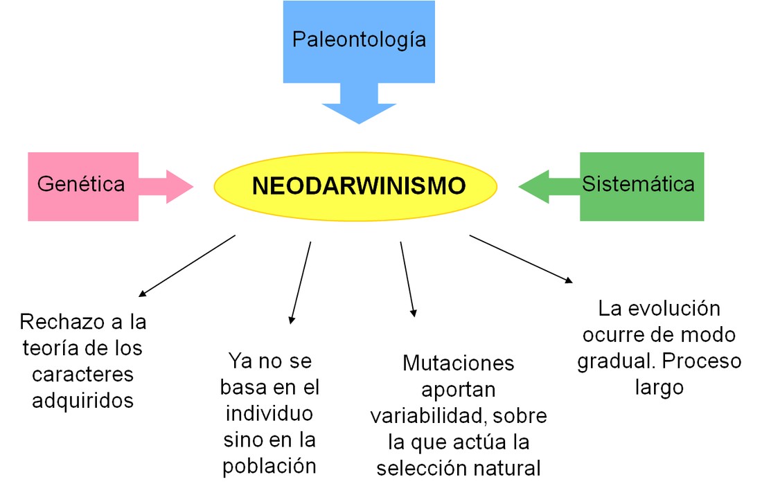Teoria sintetica o neodarwinismo