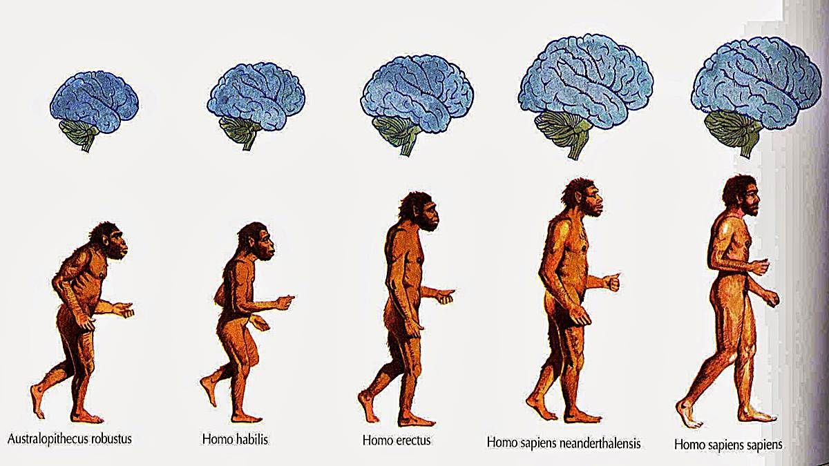 Teoria de la evolucion humana_teoria_online