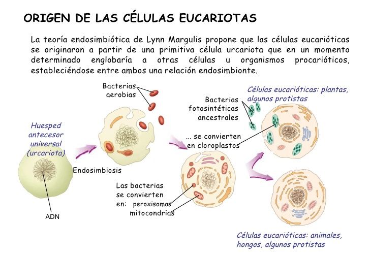 Teoria simbiotica_teoria_online