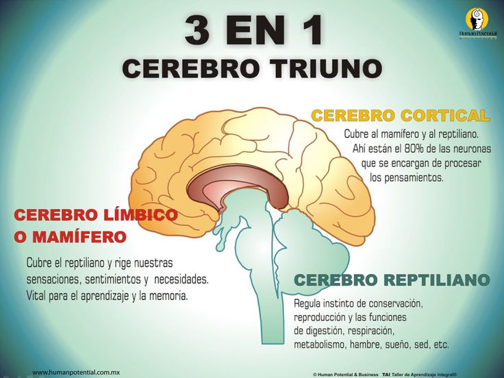 Teoria del cerebro triuno