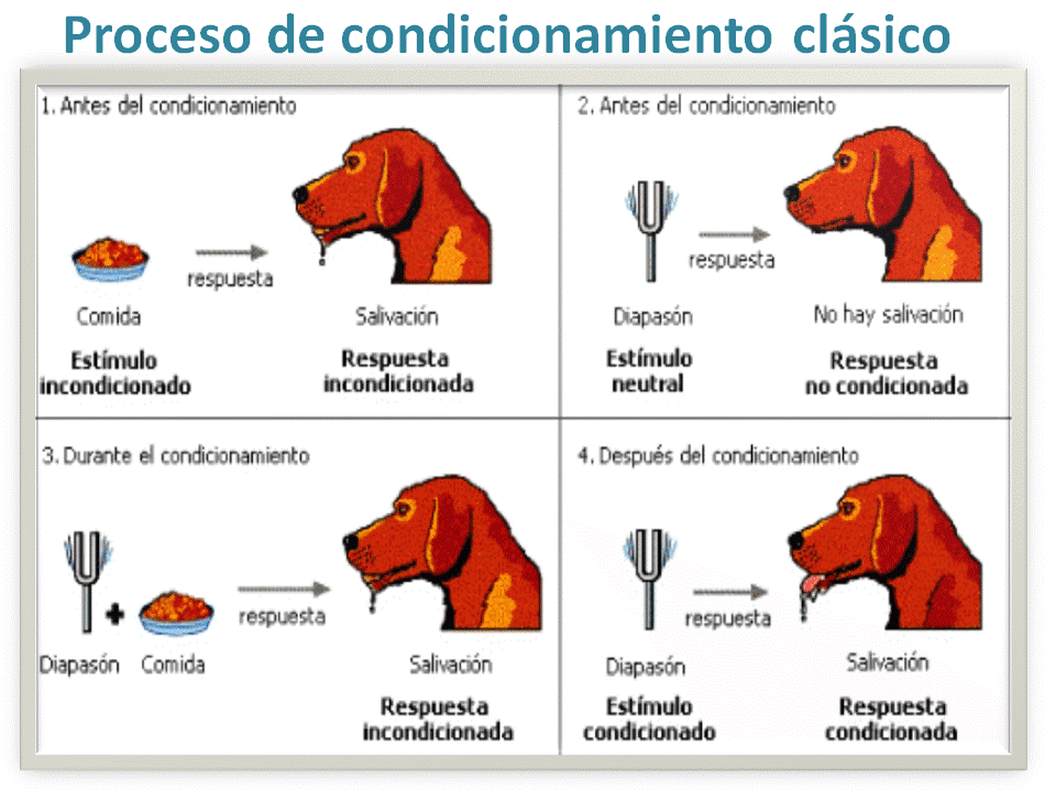 Teoria del condicionamiento clasico de ivan pavlov_teoria_online