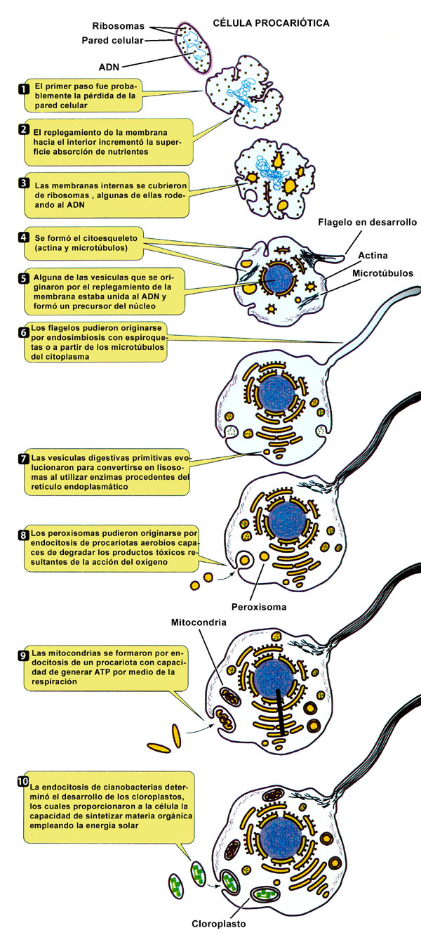Teoría Endosimbiótica: Descubre su significado y origen En que consiste la teoria endosimbiotica