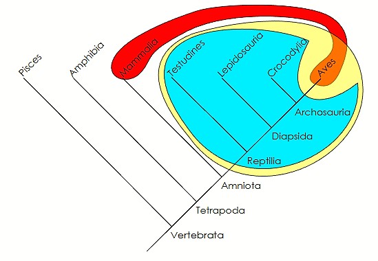 Teoria monofiletica caracteristicas