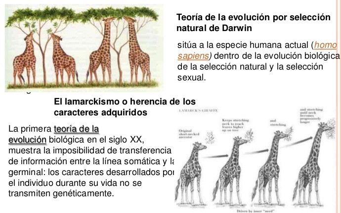 Descubre la Teoría de los Caracteres Adquiridos: ¿Cómo influyen en la evolución?_teoria_online Teoria de los caracteres adquiridos_teoria_online