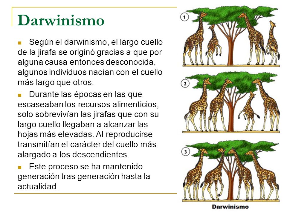 Teoria de la seleccion natural resumen_teoria_online