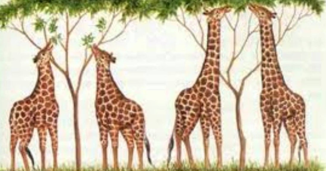 Teoria de la evolucion de lamarck_teoria_online