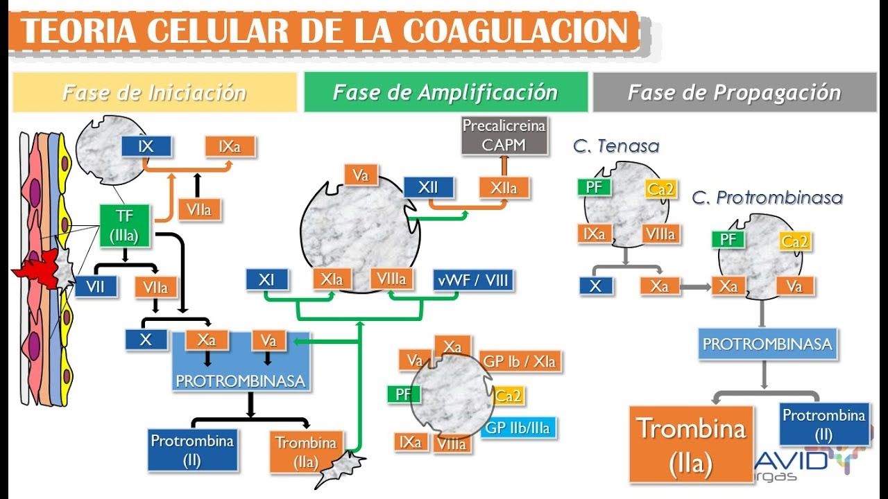 Teoria celular de la coagulacion
