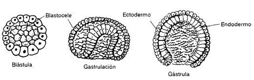 Teoria colonial biologia_teoria_online