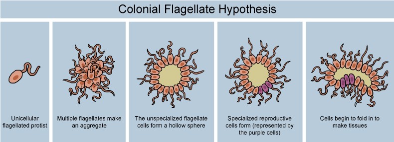 Teoria colonial biologia