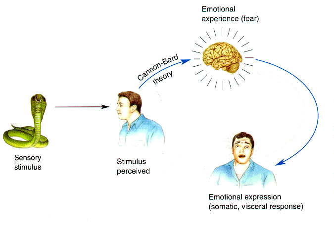 Teoría de la emoción: Descubre la perspectiva de Cannon-Bard_teorias Teoria de la emocion de cannon bard_teorias