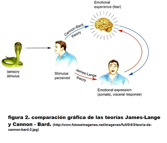 Teoría de la emoción: Descubre la perspectiva de Cannon-Bard_teoria_online Teoria de la emocion de cannon bard_teoria_online