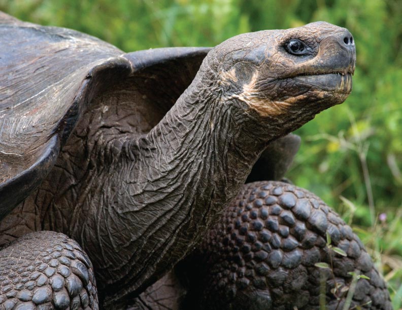 Fallas en la teoria de la evolucion