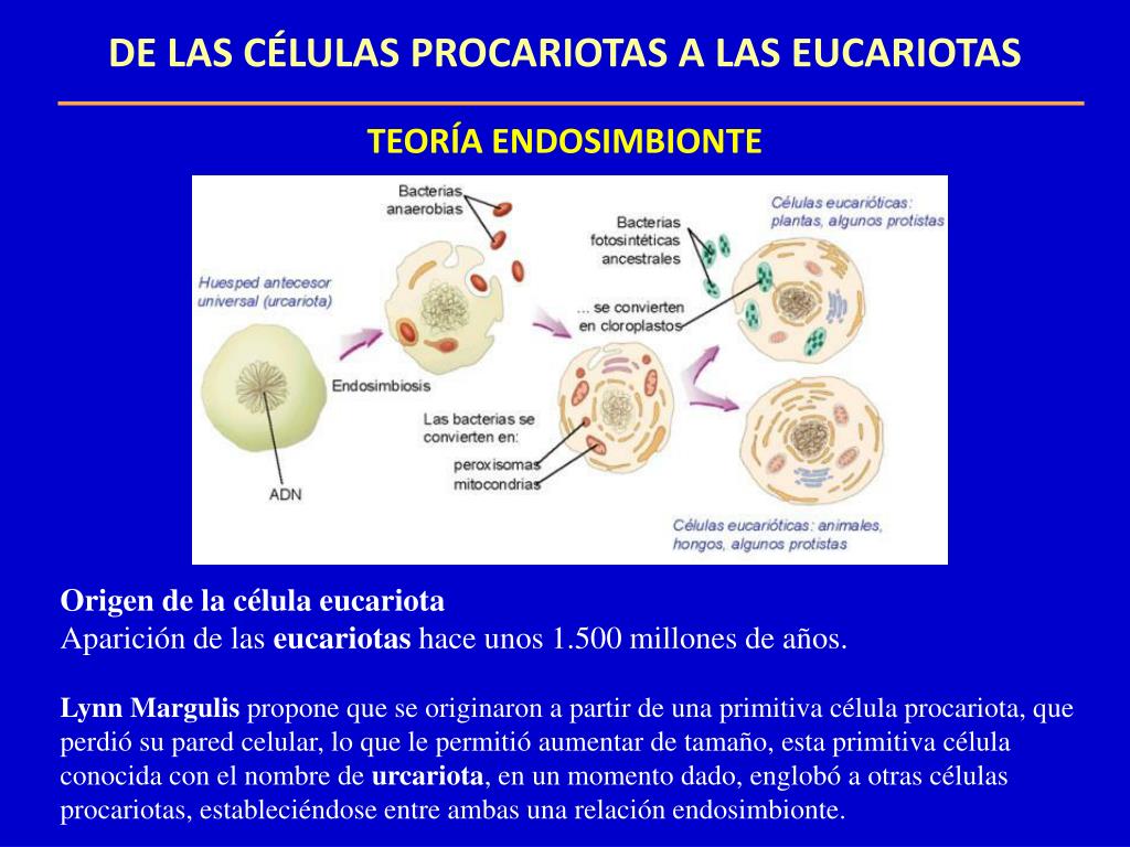 Teoria del endosimbionte_teoria_online