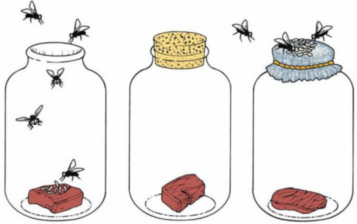 Teoria espontanea_teoria_online