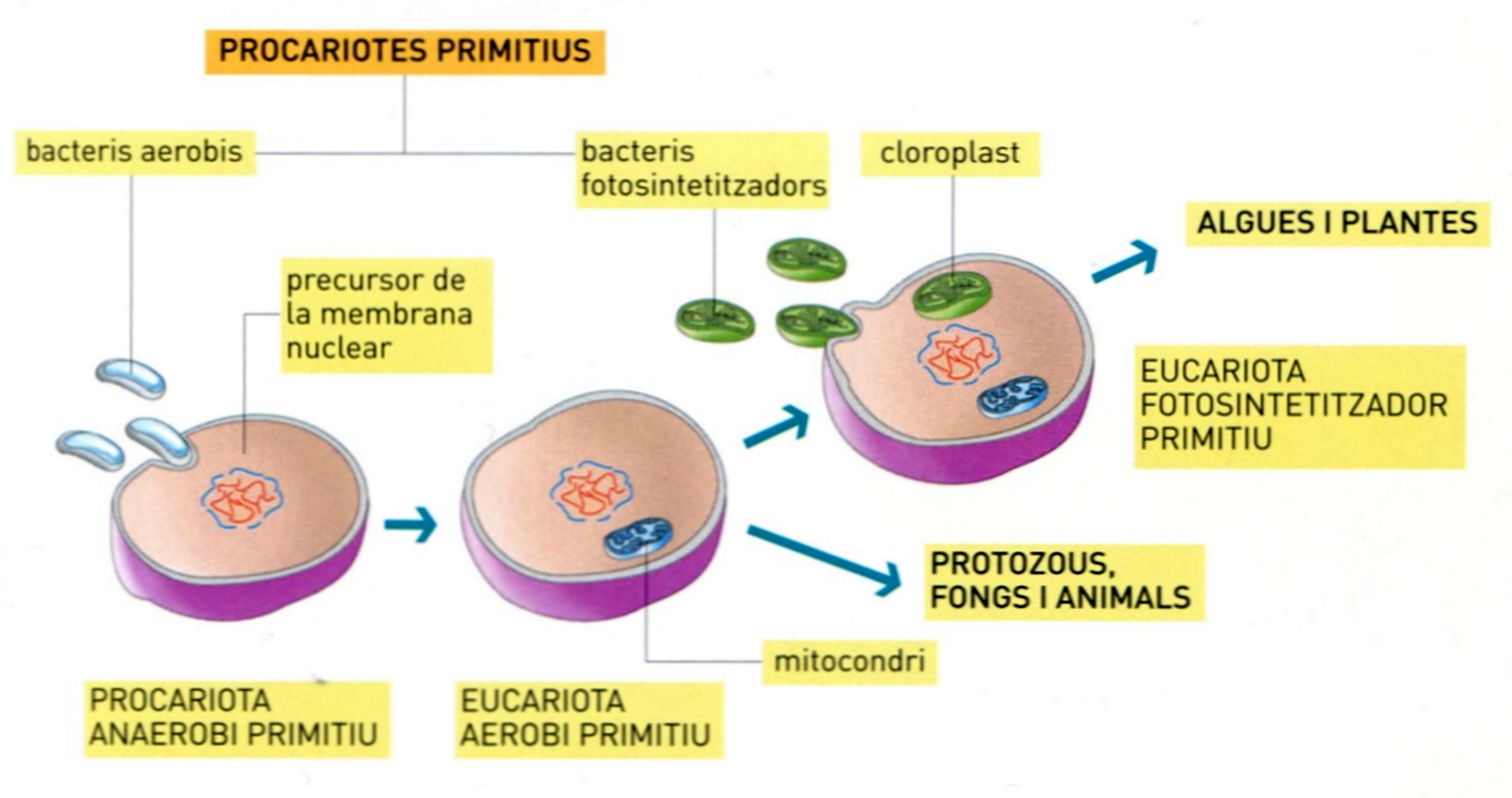 Teoria endosimbiotica