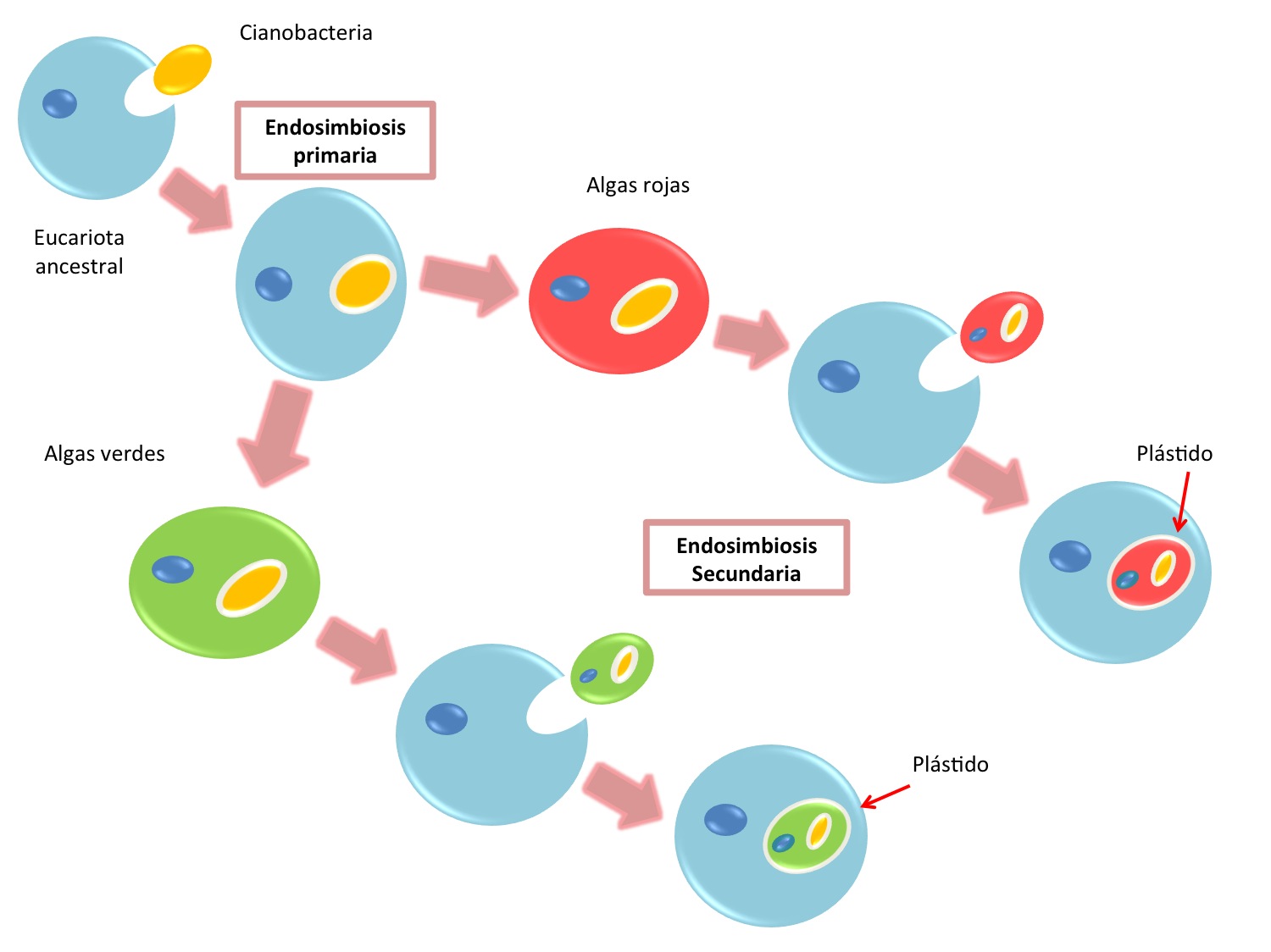 Teoria endosimbiotica_teoria_online