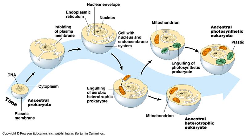 Teoria endosimbiosis