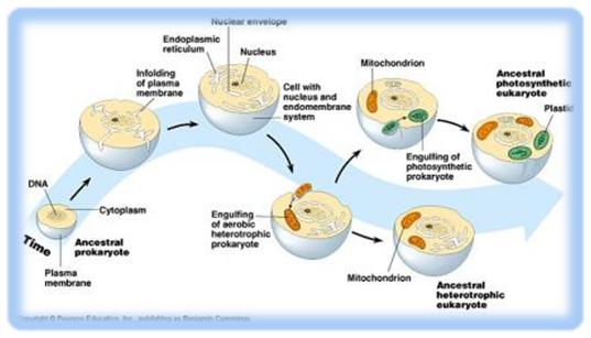 Teoria embiosimbiotica_teoria_online