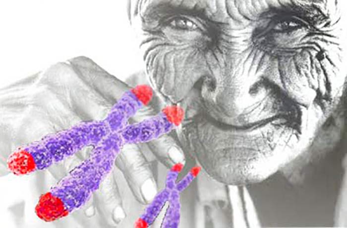 Teoria genetica del envejecimiento