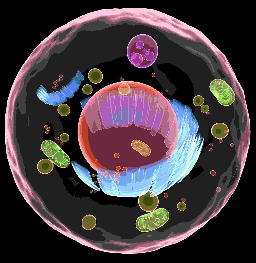 Teoria de la evolucion de la celula eucariota_teoria_online