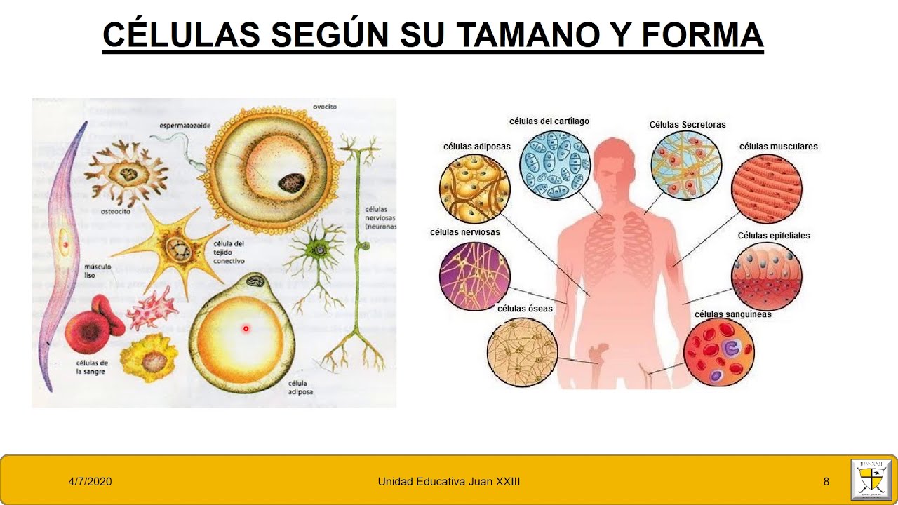 La teoria celular para los vegetales fue planteada por