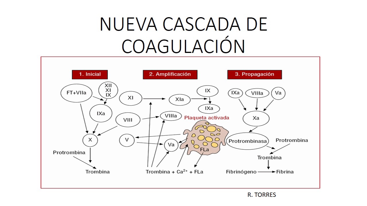 Nueva teoria de la coagulacion_teoria_online