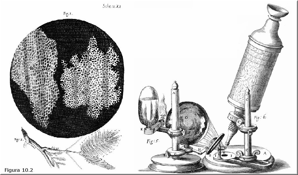 Descubre la revolucionaria teoría celular de Hooke Hooke teoria celular