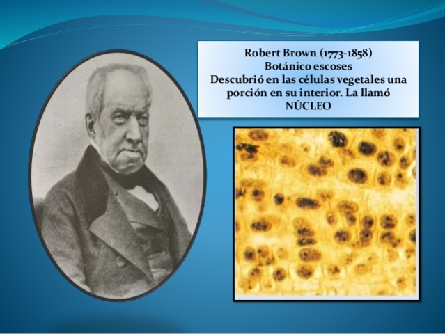 Robert brown teoria celular_teoria_online