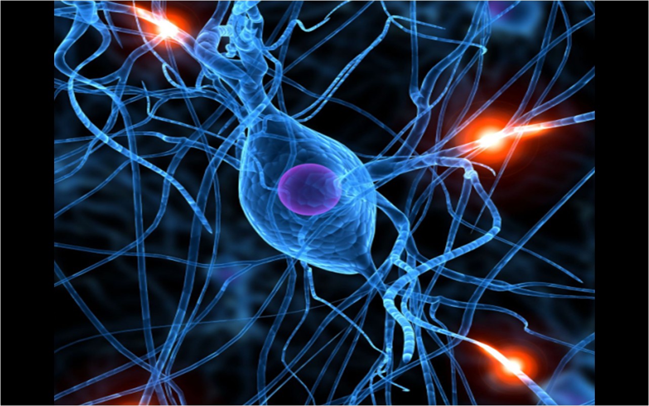 Descubre la fascinante Teoría Neuronal: Cómo funciona nuestro cerebro_teoria_online Teoria neuronal_teoria_online