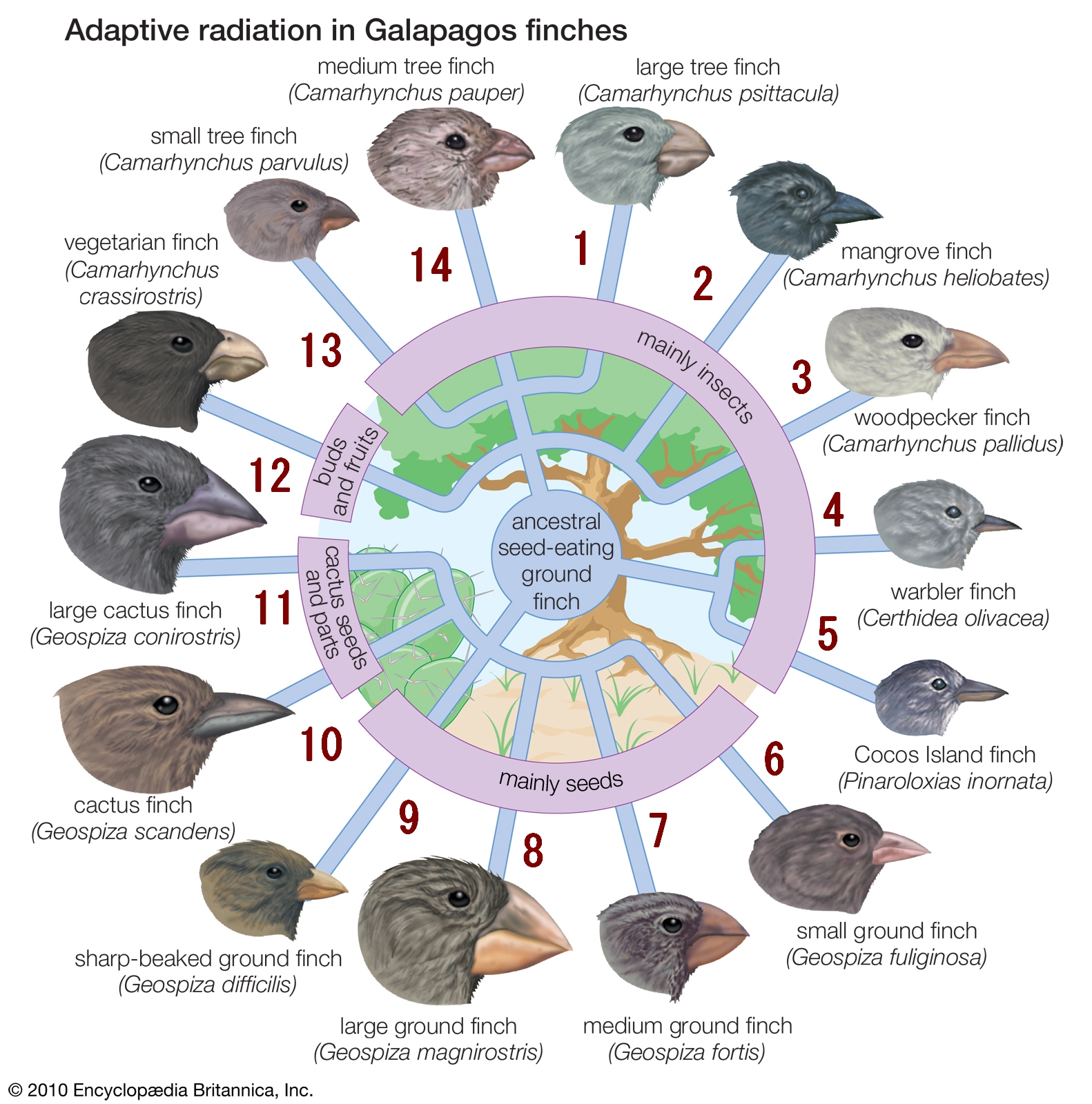 La Teoría de los Pinzones de Darwin: Descubre cómo la evolución moldeó la diversidad de aves_teorias Teoria de los pinzones de darwin_teorias