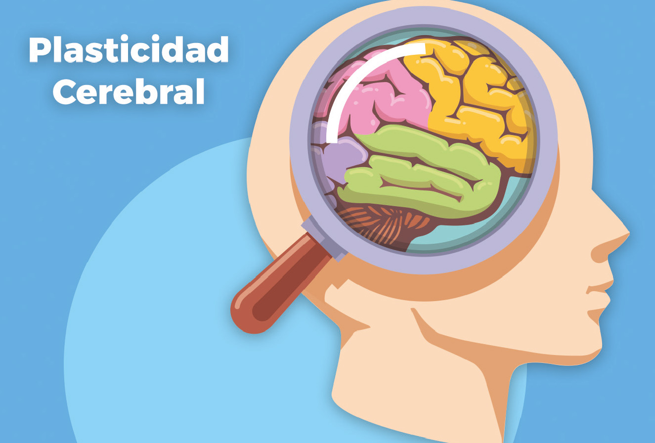 Teoria de la plasticidad cerebral