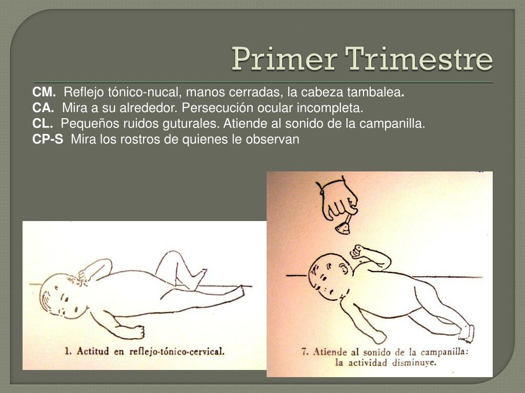 Arnold gesell teoria del desarrollo etapas_teorias