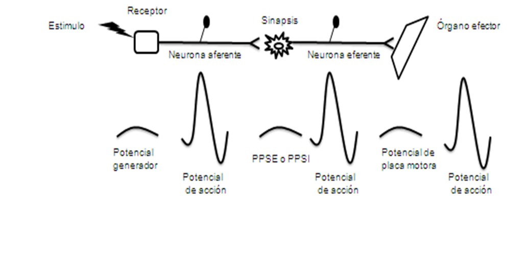Teoria del reflejo marx_teoria_online