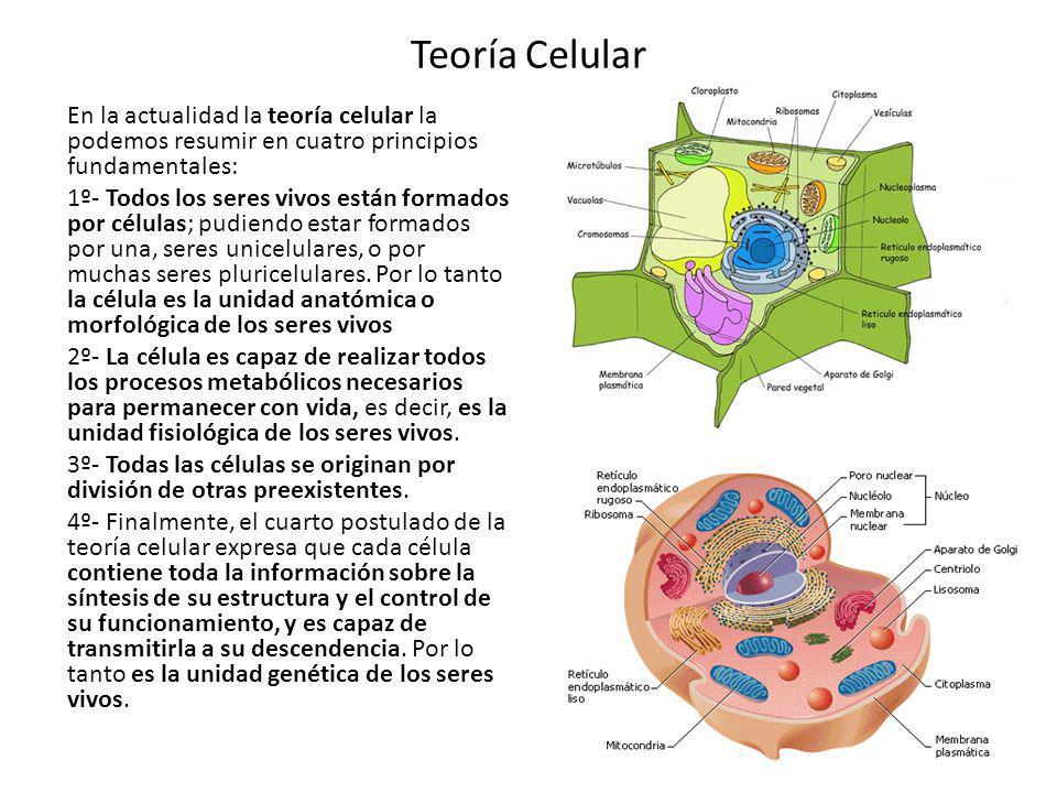 Que explica la teoria celular_teoria_online