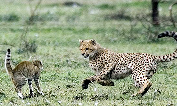 Teoria de la supervivencia del mas apto_teoria_online