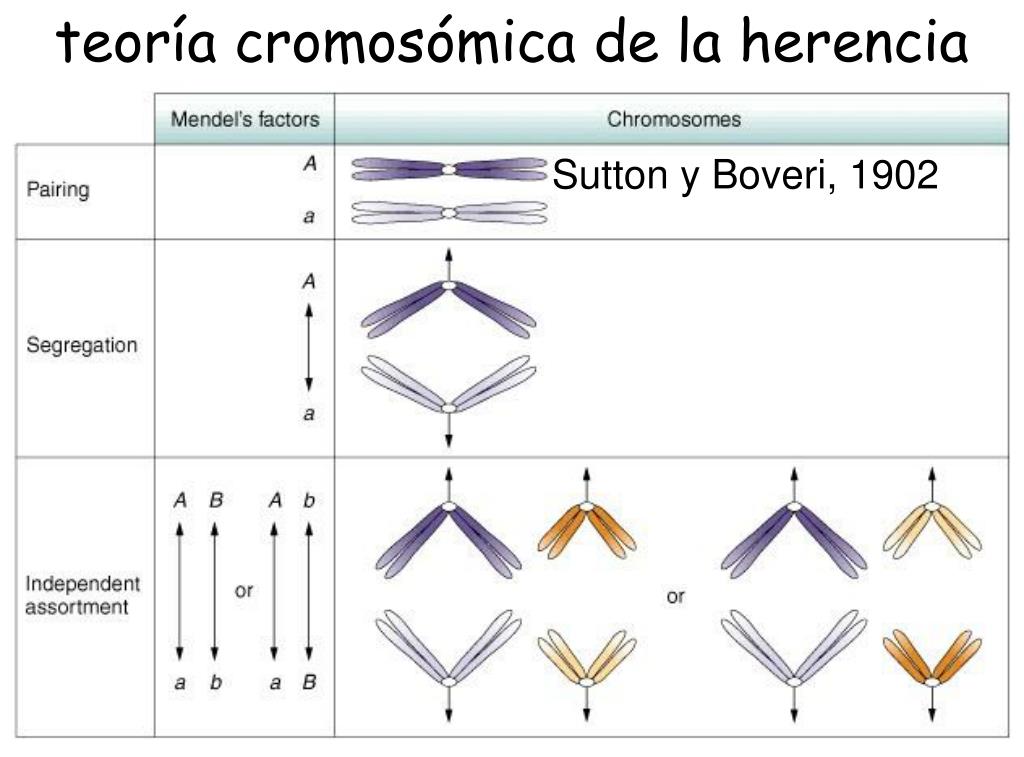 Herencia cromosómica: La teoría que explica la transmisión de los genes Teoria cromosomica de la herencia
