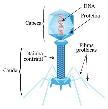 Teoría celular y virus: Descubre la relación Teoria celular virus