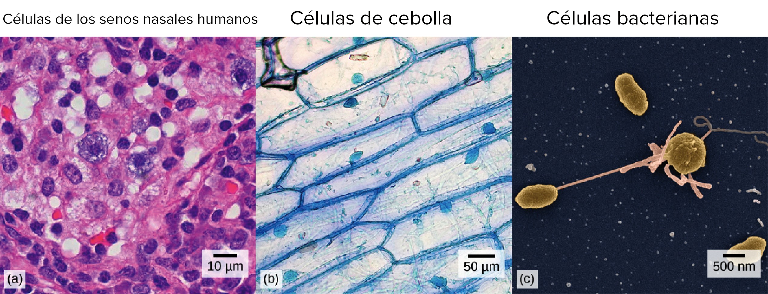 Teorías: ¿Sabes cuántos tipos existen?