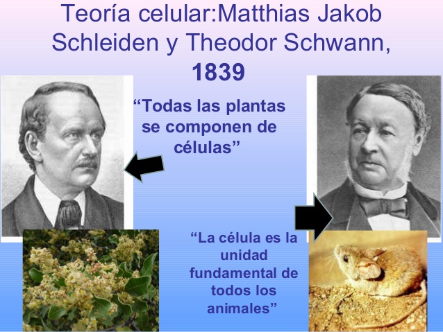 Teoria celular año_teoria_online
