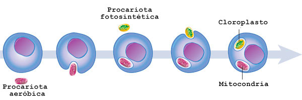 Teoria embiosimbiotica