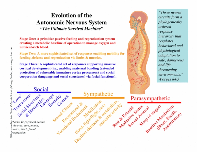 Teoria polivagal_teoria_online