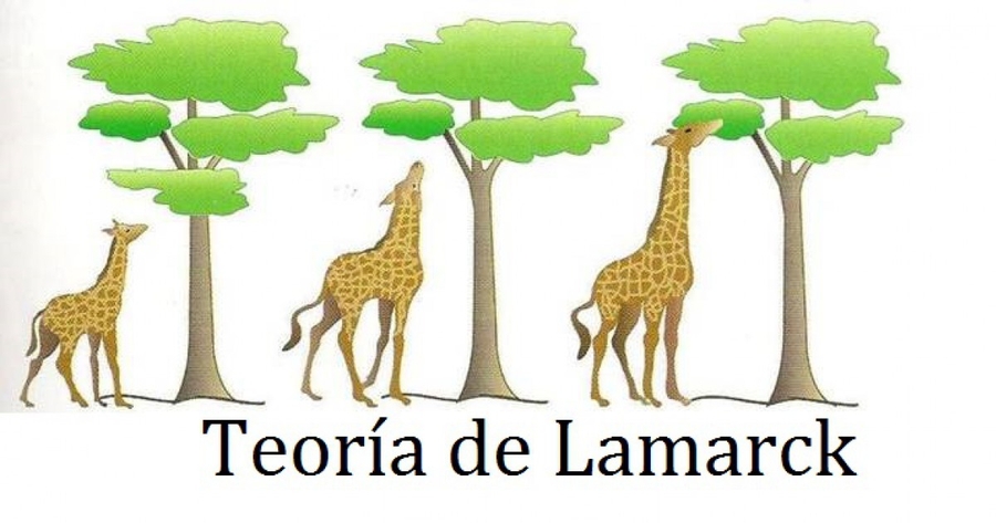 Teoria de la evolucion de la jirafa segun lamarck